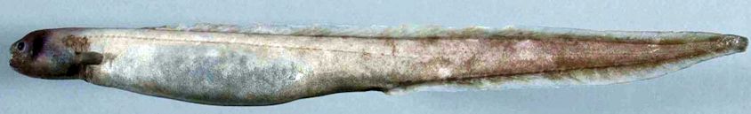 Simenchelys parasiticus_032.jpg